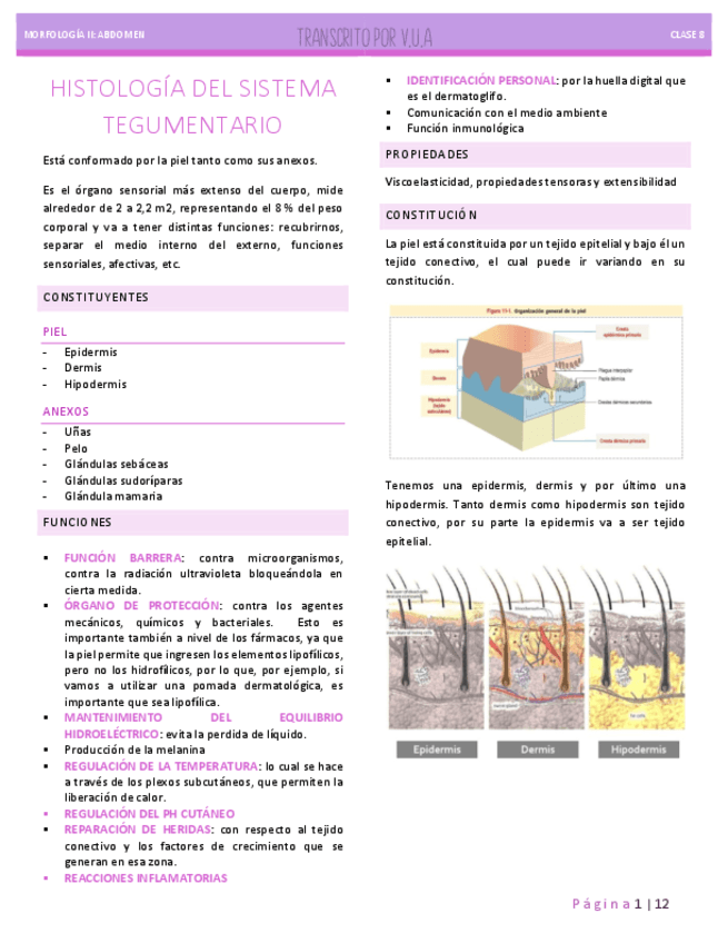 8.2-HISTOLOGIA-SISTEMA-TEGUMENTARIO.pdf