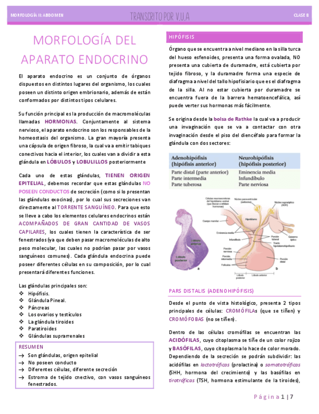 8.3-MORFOLOGIA-DEL-APARATO-ENDOCRINO.pdf