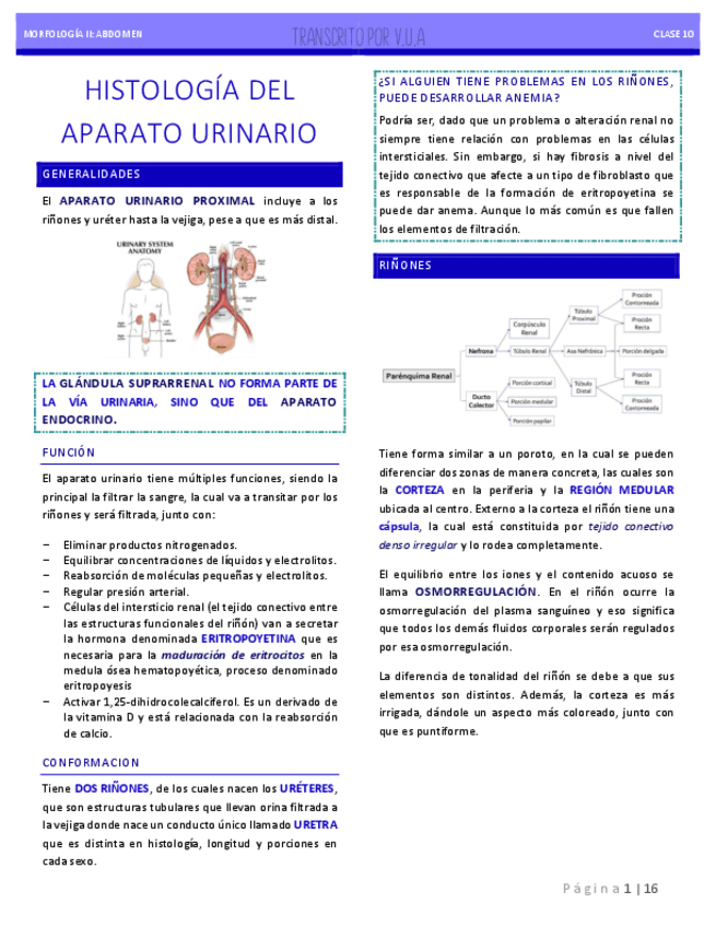 9.-HISTOLOGIA-VIA-URINARIA.pdf