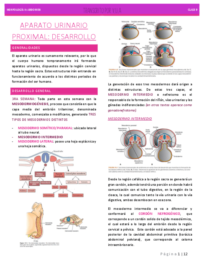 10.-EMBRIOLOGIA-VIA-URINARIA.pdf