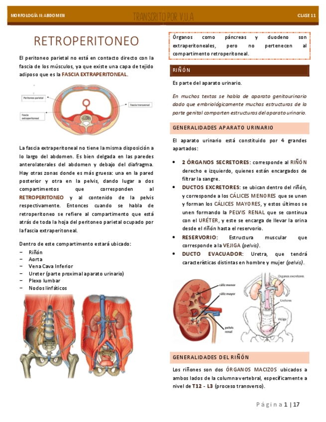 11.-RETROPERITONEO-ANATOMIA.pdf