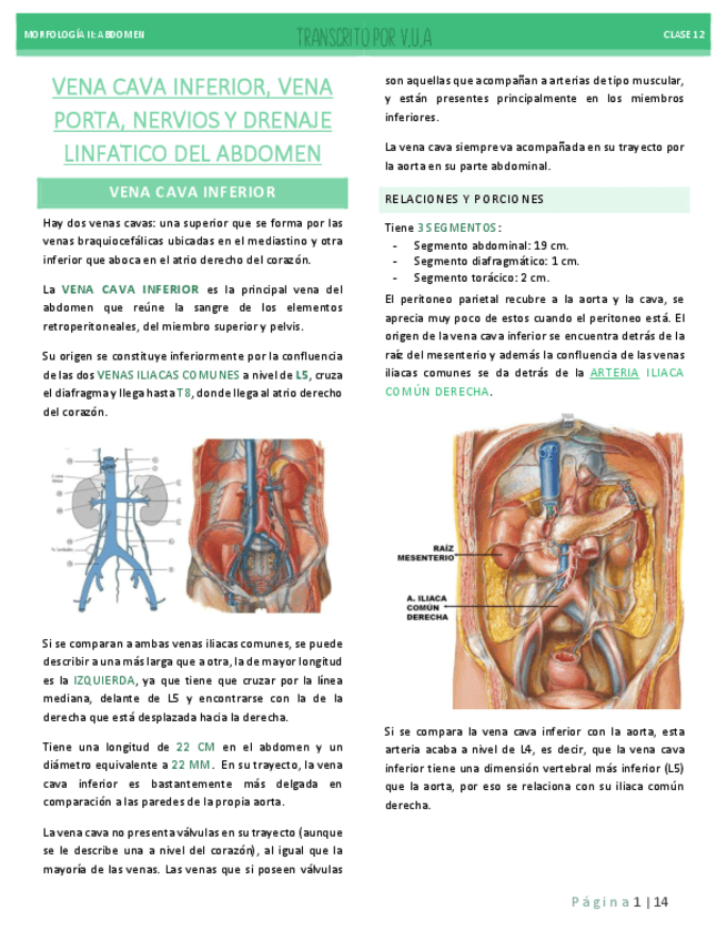 12.-VENA-CAVA-INFERIOR-VENA-PORTA-NERVIOS-Y-DRENAJE-LINFATICO-DEL-ABDOMEN-ANATOMIA.pdf