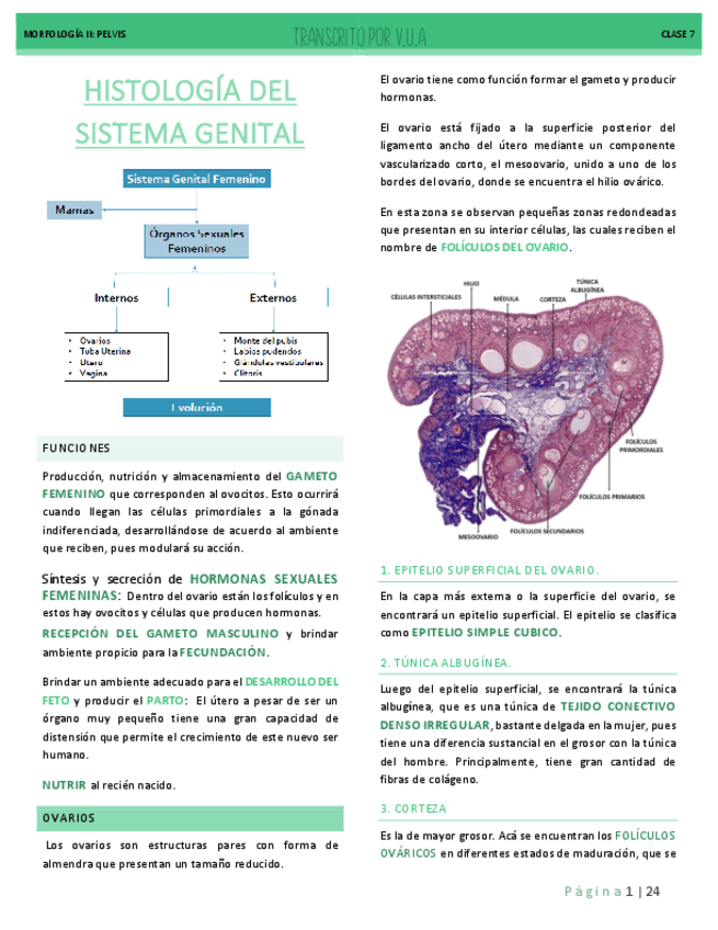 7.-HISTOLOGIA-GENITALES.pdf