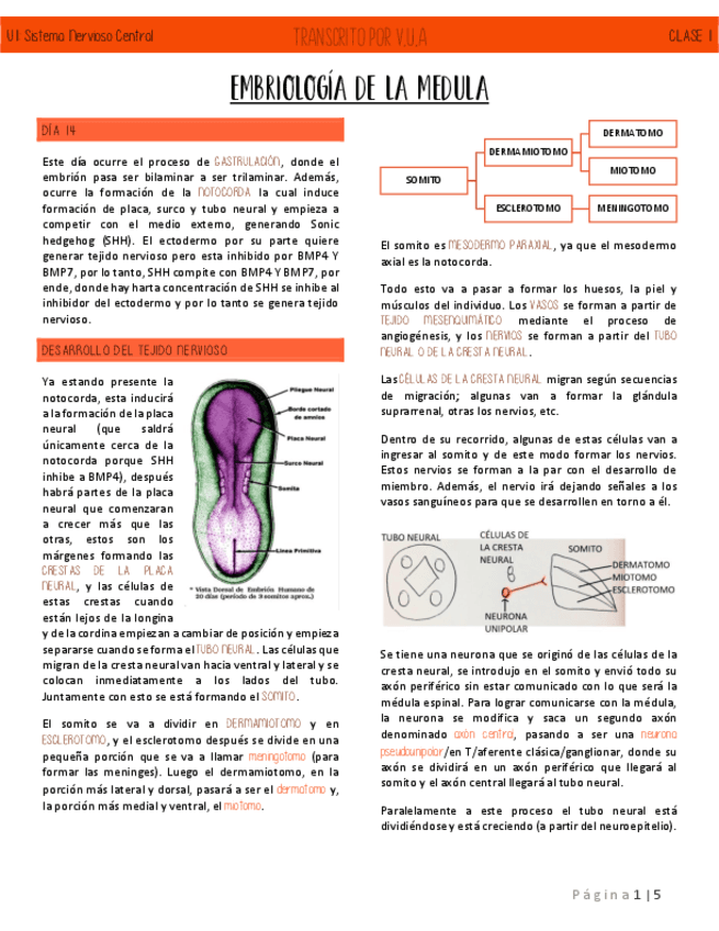 C1-EMBRIOLOGIA-DE-LA-MEDULA-NEUROANATOMIA.pdf