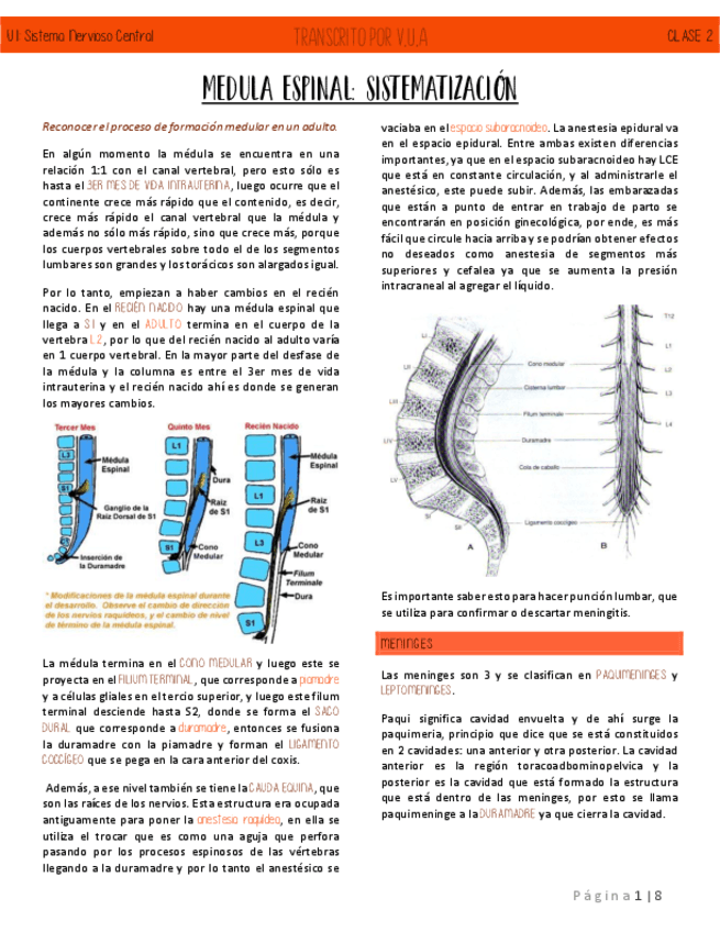 C2-MEDULA-ESPINAL-SISTEMATIZACION-NEUROANATOMIA.pdf