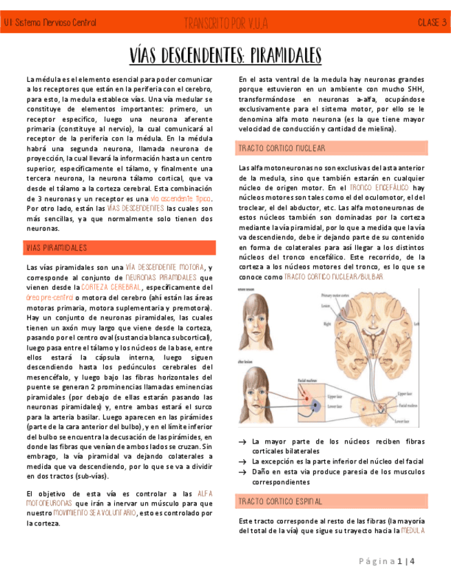 C3-VIAS-DESCENDENTES-PIRAMIDALES-NEUROANATOMIA.pdf