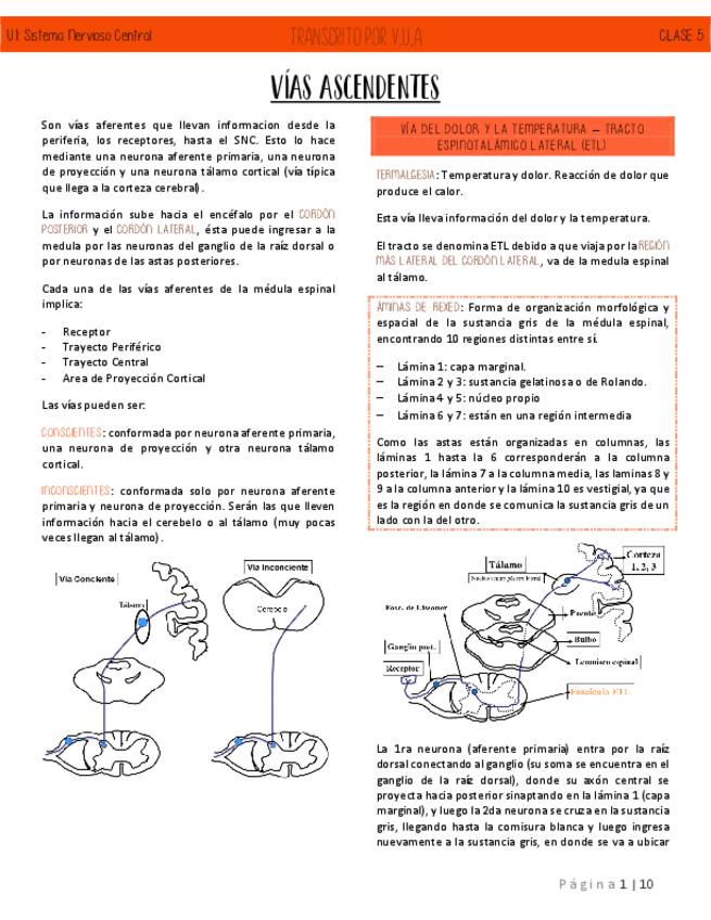 C5-VIAS-ASCENDENTES-NEUROANATOMIA.pdf