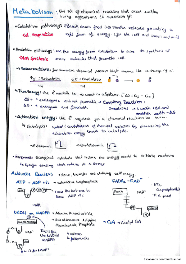 metabolism.pdf