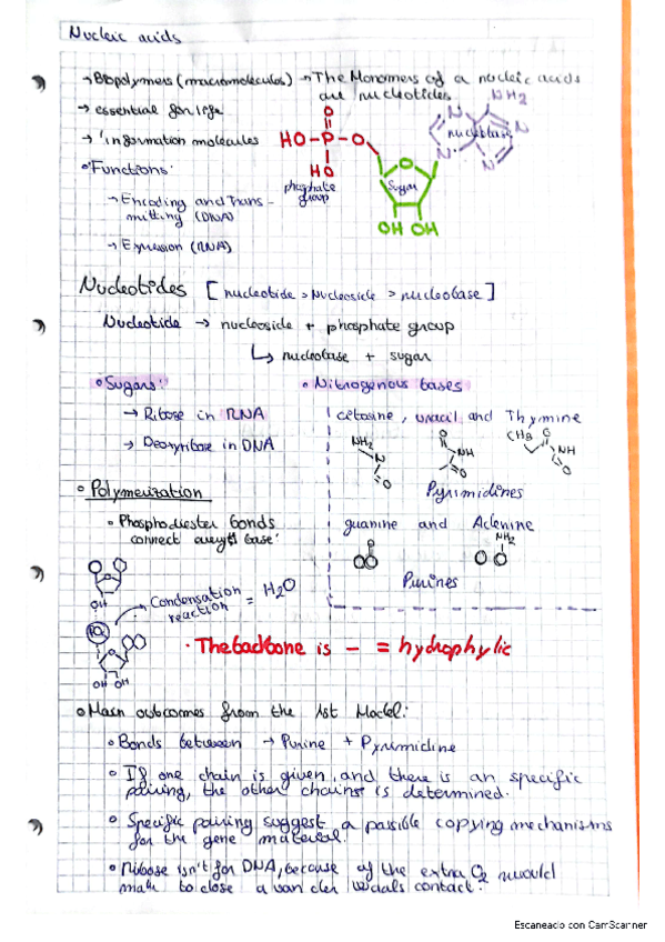 nucleic-acids.pdf