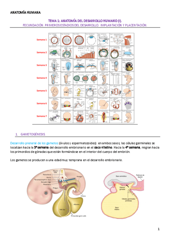 TEMA-1-ANATOMIA-HUMANA.pdf