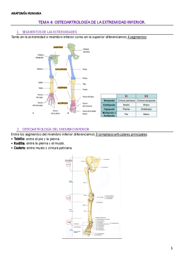 TEMA-4-ANATOMIA-HUMANA.pdf