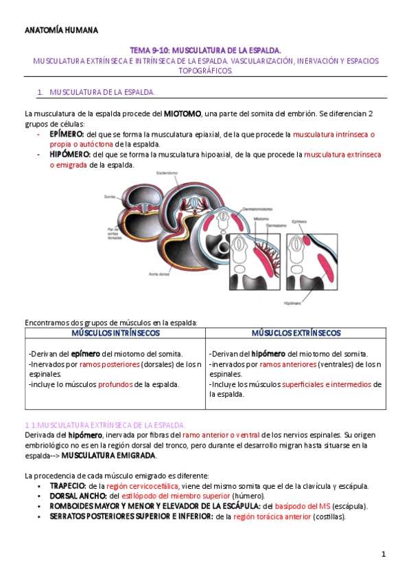 TEMA-9-10-ANATOMIA-HUMANA.pdf