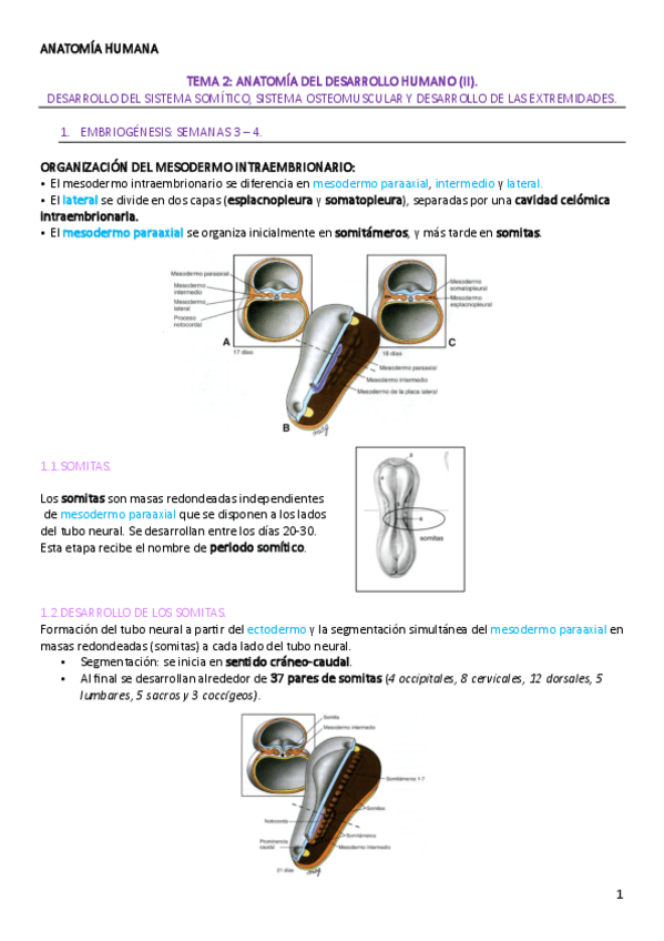 TEMA-2-ANATOMIA-HUMANA.pdf
