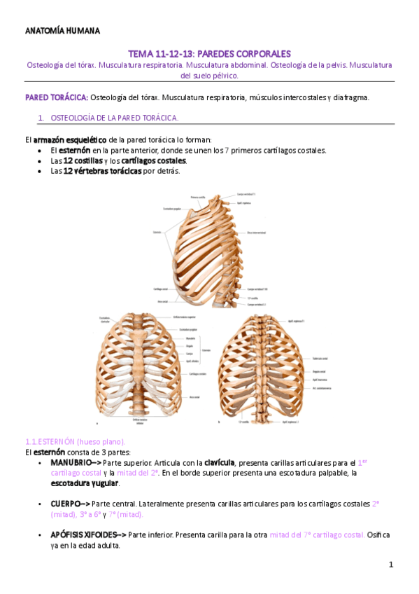 TEMA-11-12-13-ANATOMIA-HUMANA.pdf