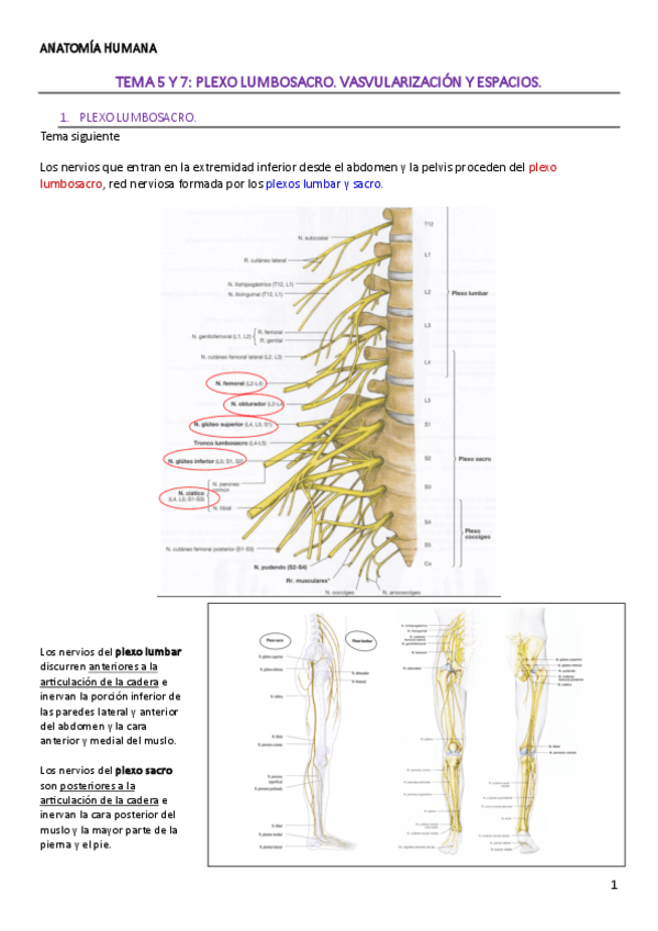 TEMA-5-y-7-ANATOMIA-HUMANA.pdf