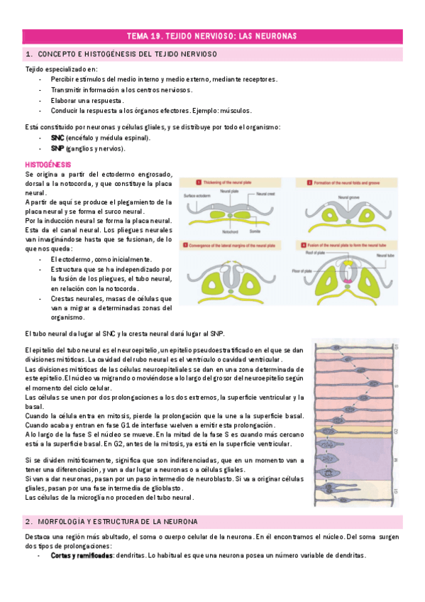 TEMA-19.-Tejido-nervioso.pdf