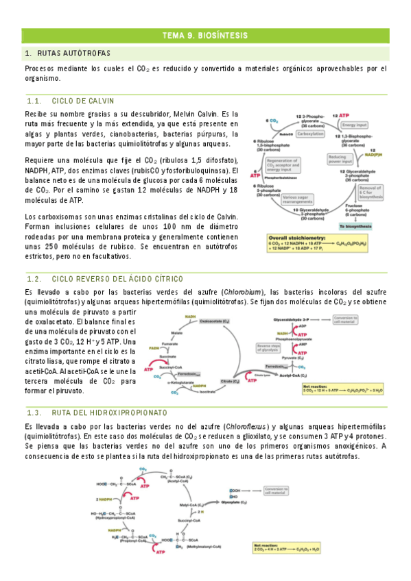 TEMA-9.-Biosintesis.pdf