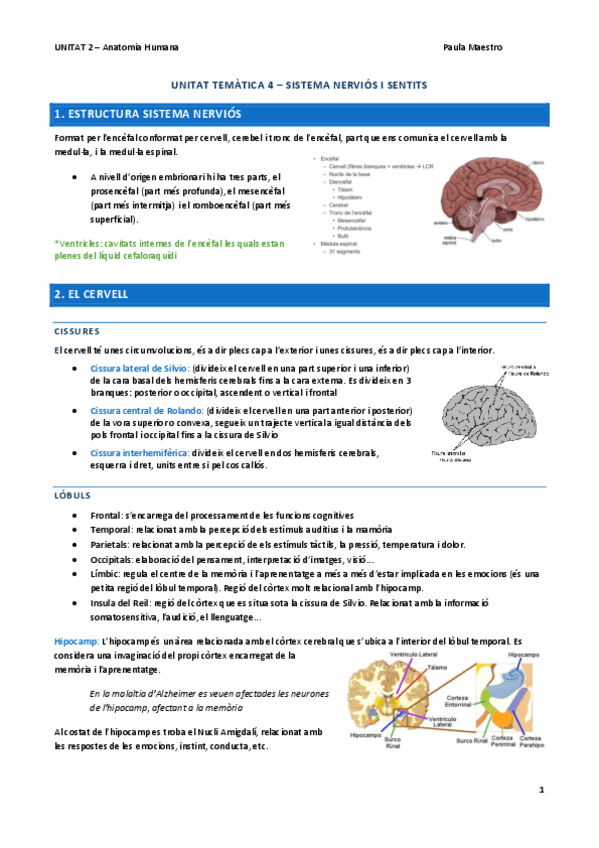 UNITAT-4-Anatomia.pdf