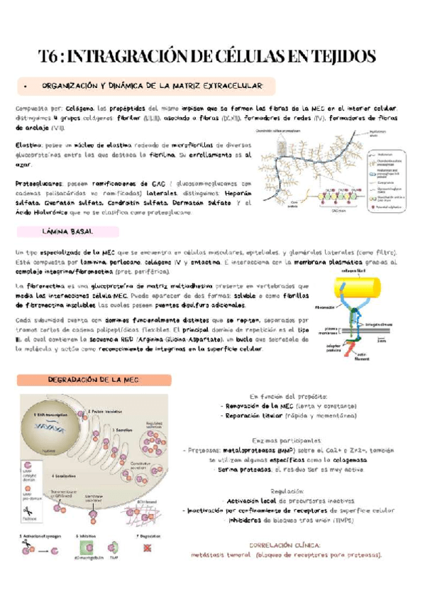 Tema-6-Integracion-de-Celulas-en-Tejidos.pdf
