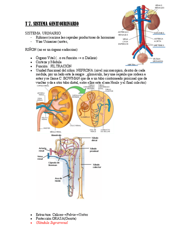 T-7.-Anatomia.pdf