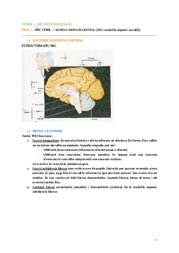 2.-Neurofisiologia-part-2.pdf