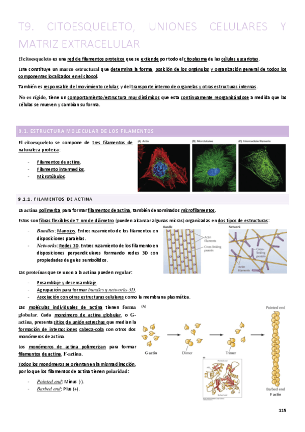 T9.-Citoesquleto-uniones-celulares-y-matriz-extracelular.pdf
