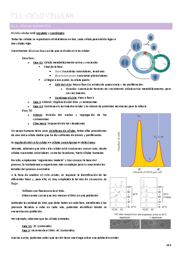 T11.-Ciclo-celular.pdf