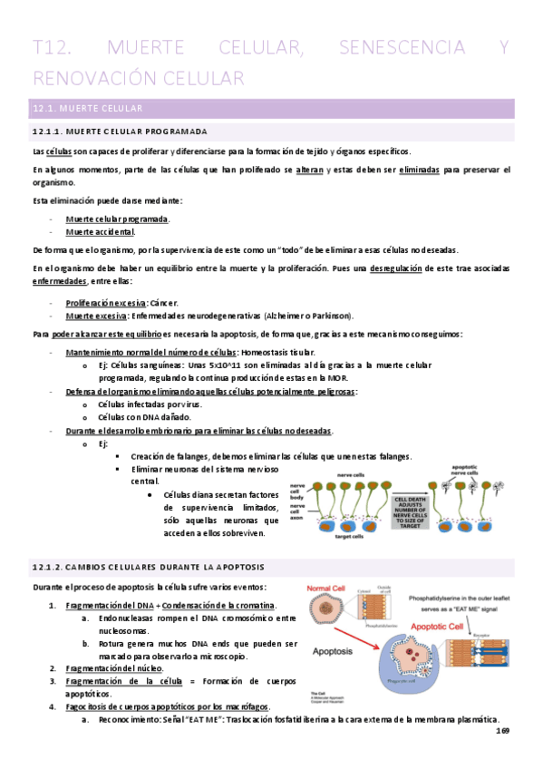 T12.-Muerte-celular-senescencia-y-renovacion-celular.pdf