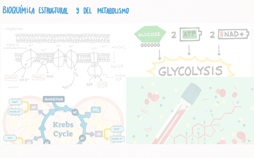 BIOQUIMICA-ESTR-Y-MET.pdf