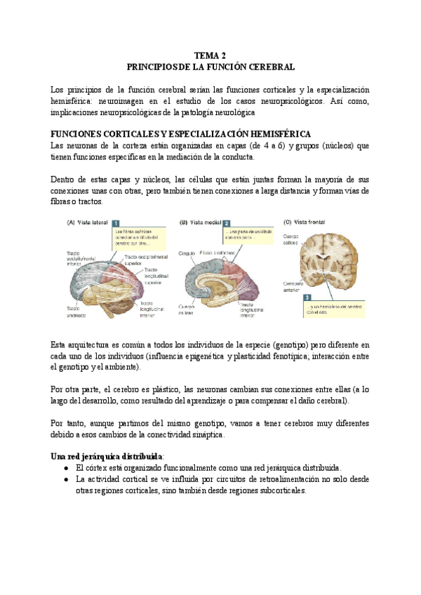 TEMA-2-NEUROPSICOLOGIA-1.pdf