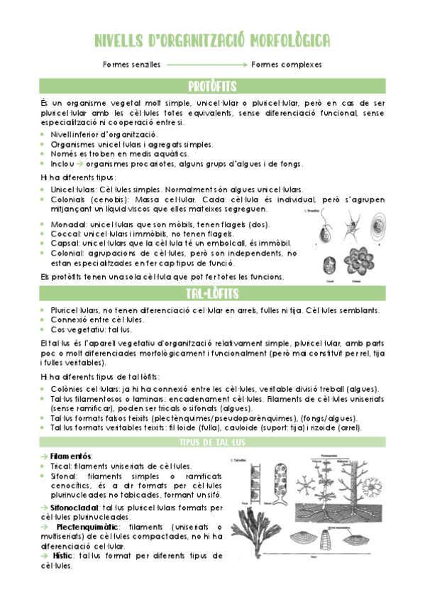Nivells-dorganitzacio.pdf
