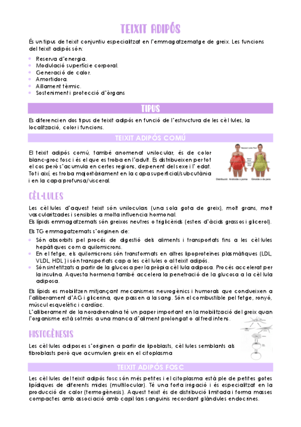 Teixit-adipos.pdf