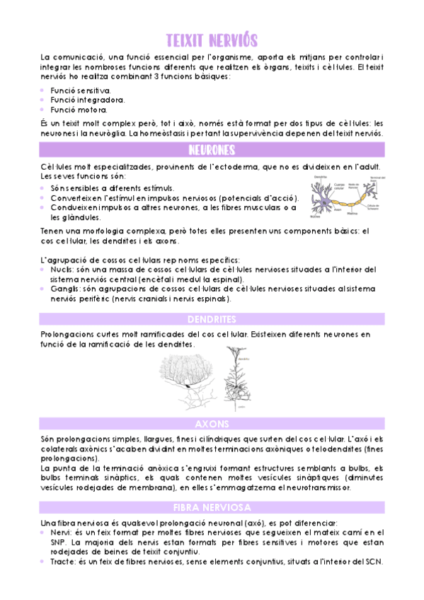 Teixit-nervios.pdf