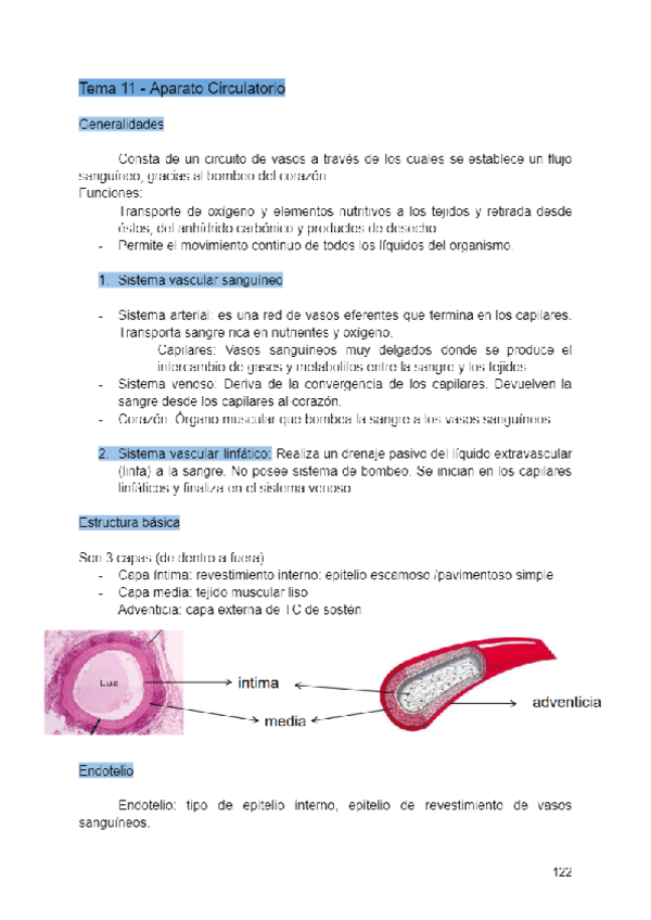 Apuntes-Histologia-pt2-1o-Odonto-23-24.pdf