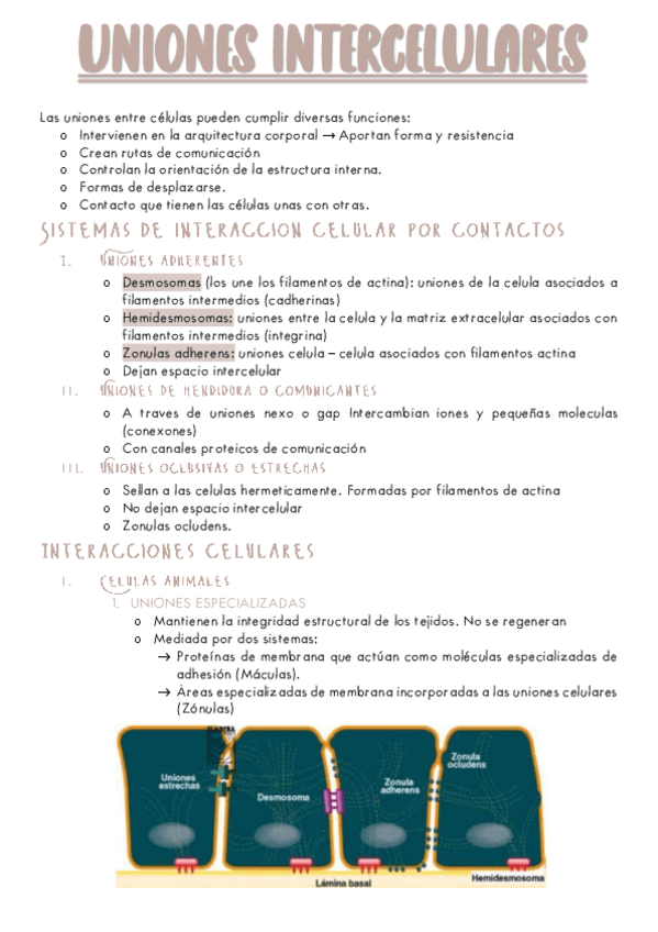 B8-UNIONES-INTERCELULARES.pdf