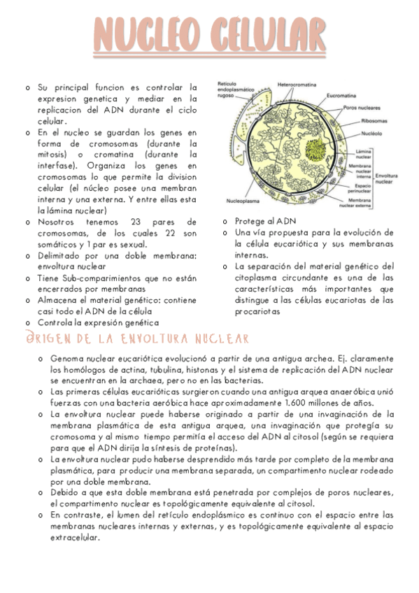 B7-NUCLEO-CELULAR.pdf