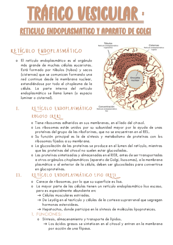 B6-TRAFICO-VESICULAR-RER-REL-Y-A.G..pdf