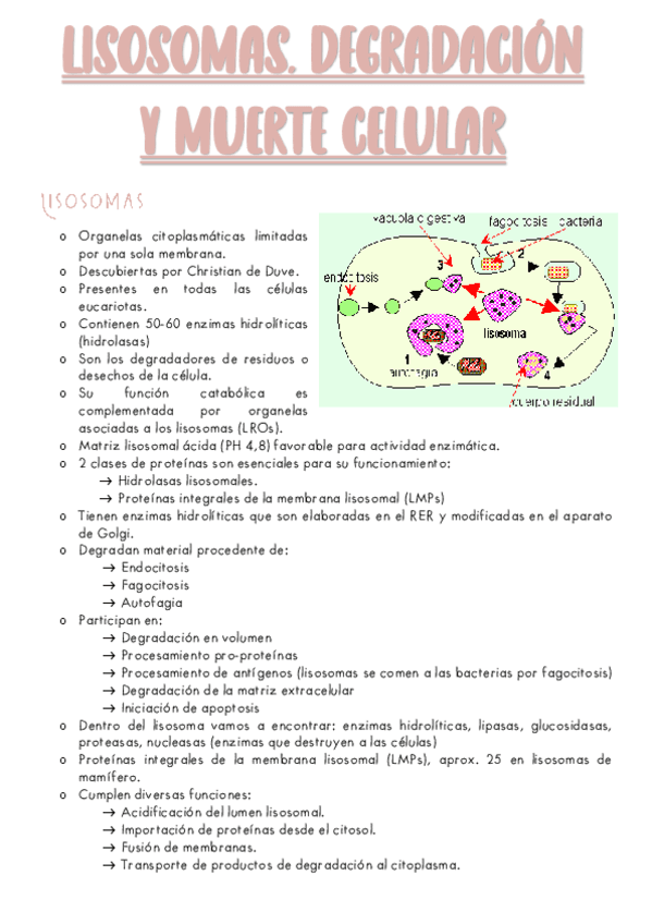 B5-LISOSOMAS-DEGRADACION-Y-MUERTE-CELULAR.pdf