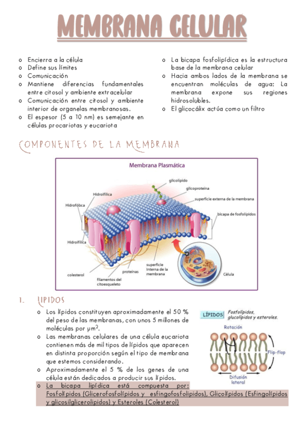 B2-MEMBRANA-CELULAR-Y-TRANSPORTE.pdf