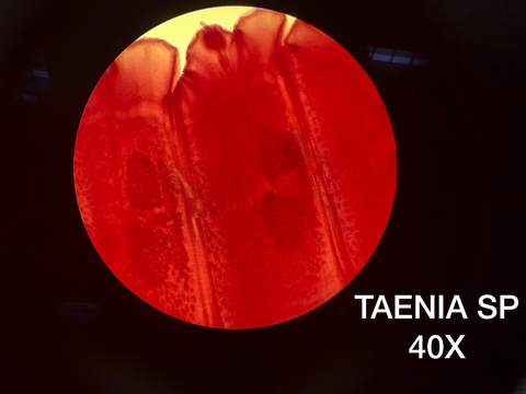 TAENIA SP.jpeg
