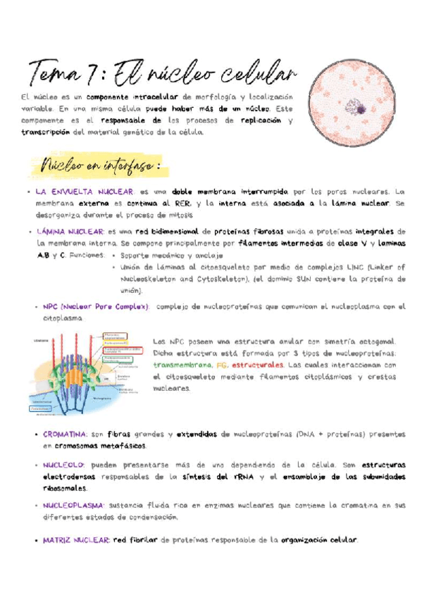 Tema 7 El Nucleo Celular Pdf