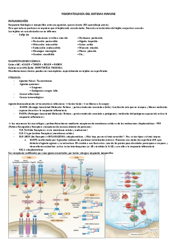 FISIOPATOLOGIA-INMUNO.pdf