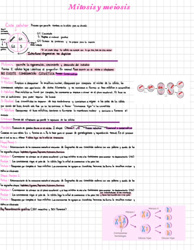 Mitosis-y-meiosis.pdf