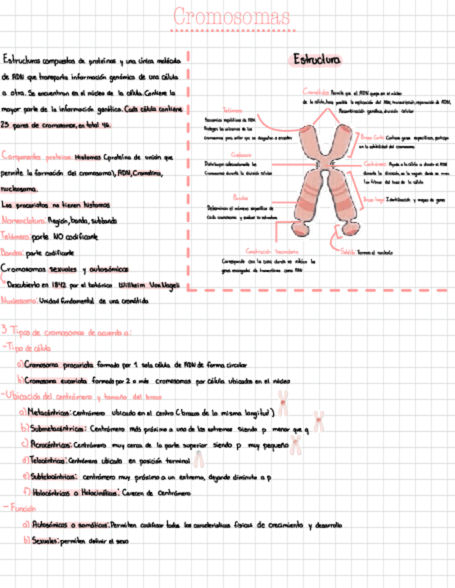 Embriologia.pdf