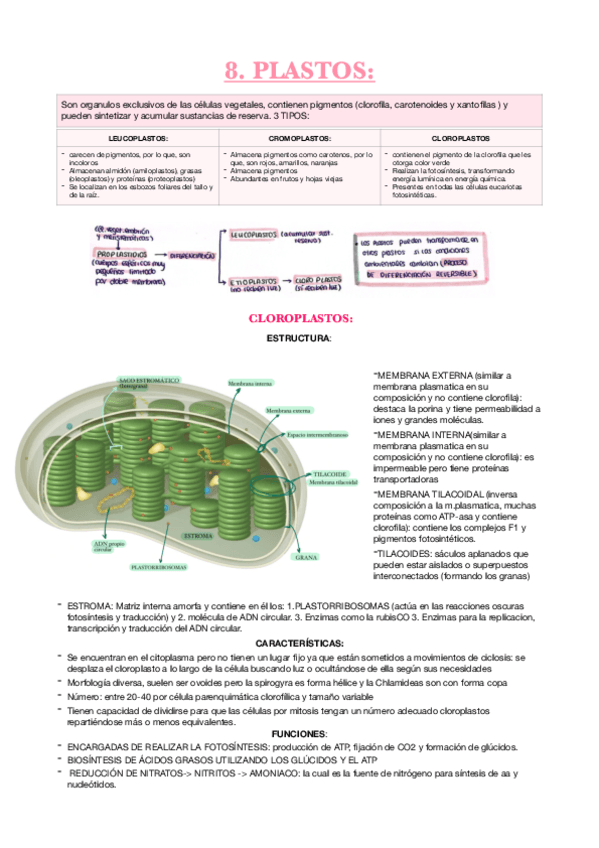 Organulos-2-plastos-centrosomaribosoma-y-centriolos.pdf