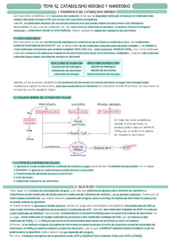 CATABOLISMO.pdf