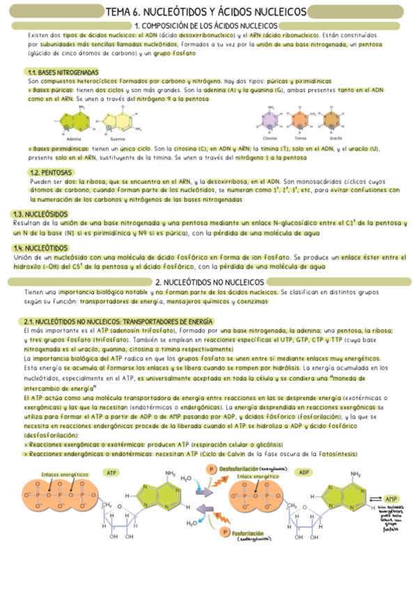 Acidos-nucleicos-bueno.pdf