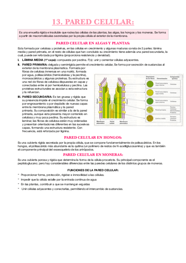 Pared-celular.pdf
