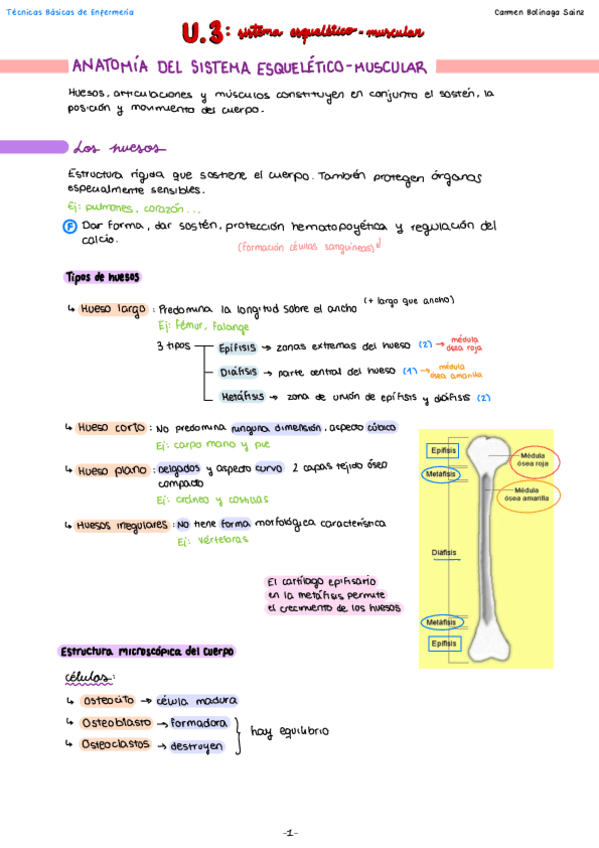 T3-Sistema-esqueletico-muscular.pdf