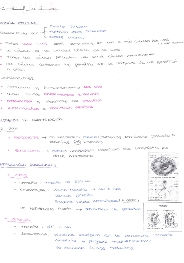 CELULA.pdf